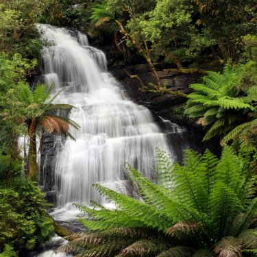 Rainforest Waterfall - 900259128