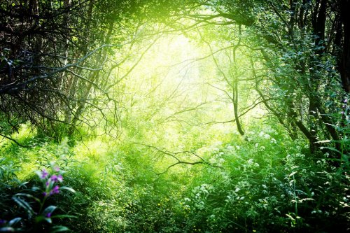 sun in deep forest - 900260272