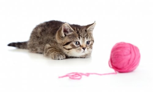British kitten playing red clew or ball isolated - 900262366