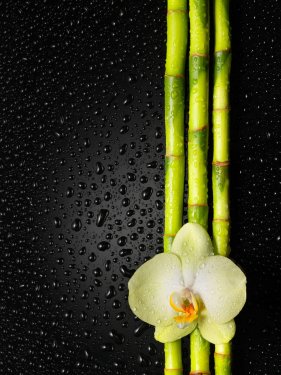 orchid and bamboo grove on black background - 900264750