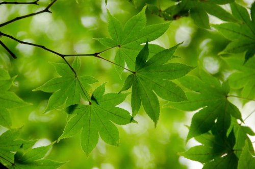 Green maple leaves background - 900271816