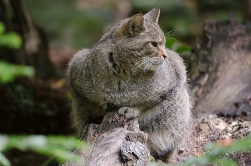 Europäische Wildkatze, European Wildcat, Felis silvestris - 900279103