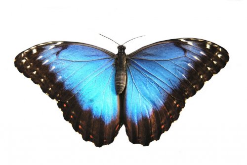 Beautiful Blue butterfly, morpho peleides.