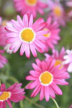 Pink Flower Close up - 900341867