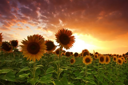 view of field of sunflowers at sunset - 900349321