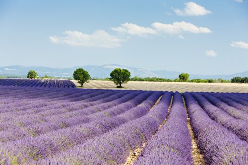 lavender field, Plateau de Valensole, Provence, France - 900361604