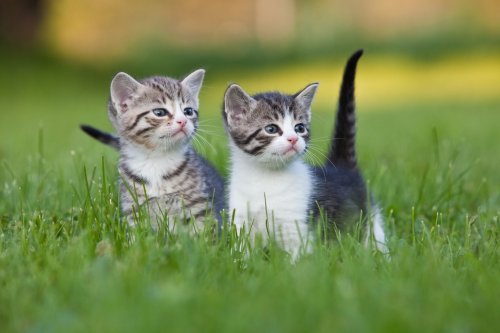 two young cute kittens in garden grass - 900367900