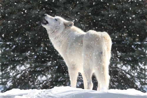 White Wolf In Snow - 900376299