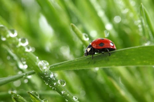 ladybug on grass - 900391896