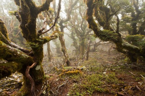 Virgin mountain rainforest of Marlborough, NZ