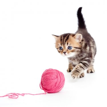 tabby british kitten playing red clew or ball isolated