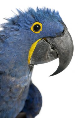 Portrait of Hyacinth Macaw, Anodorhynchus hyacinthinus - 900403218