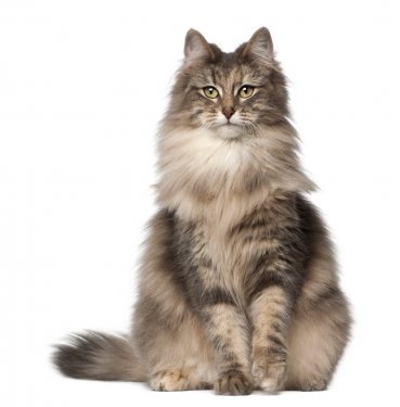 Portrait of Norwegian Forest Cat, 1 and a half years old - 900405341