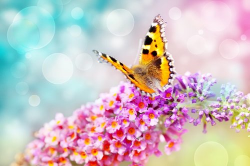butterfly on flower - 900411218