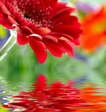 Closeup of red daisy-gerbera reflected in the water - 900411682