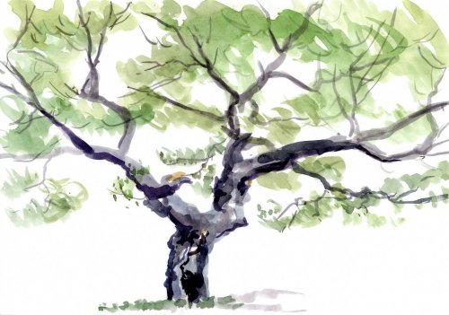 tree, watercolor - 900416892