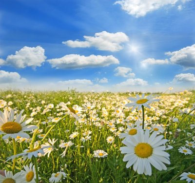 Springtime: field of daisy flowers with blue sky and clouds - 900417689