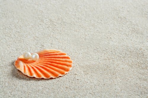 beach white sand pearl shell clam macro - 900423635