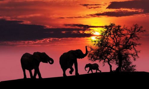 Elephant family at sunset - 900424830
