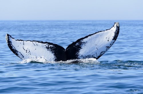 Humpback Whale - 900425227