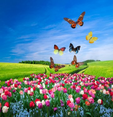 Field of colorful flowers and a butterfly group - 900426018