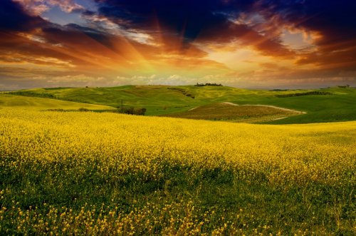 Landscape and Meadows of Tuscany, Spring Season