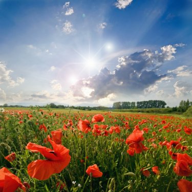 Spring landscape with green grass, poppies and clouds