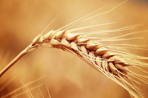 wheat - 900434191