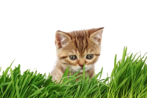 cat behind grass - 900437049