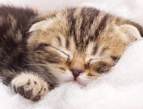 cute little kitten is sleeping - 900437054