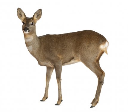 European Roe Deer, Capreolus capreolus, 3 years old - 900437064