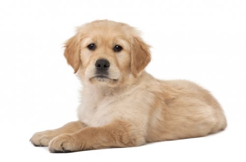 Golden Retriever puppy, 2 months old, lying - 900437080