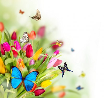 Beautiful butterflies on tulips blossoms