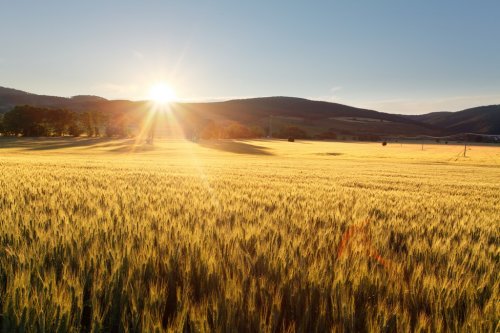 Sunset over wheat field. - 900437594