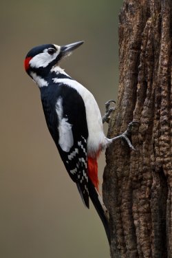 Great Spotted Woodpecker on a tree - 900439815