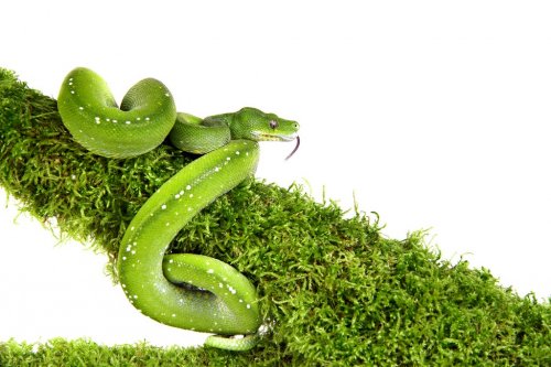 Snake ,Schlange ,Boa,Python,Corallus caninus - 900439836
