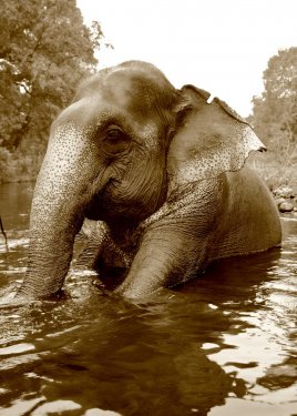 swimming elephant