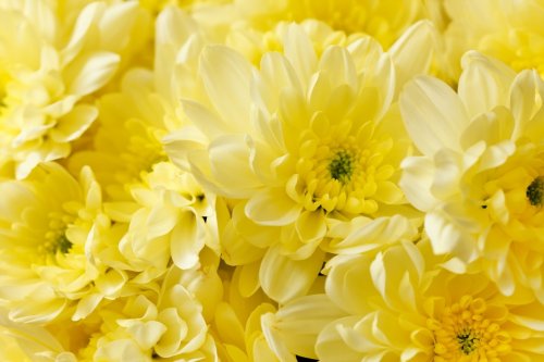 Chrysanthemum Flowers - 900441725