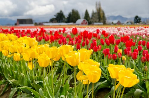 Field of tulips at Skagit, Washington State, America. - 900441737