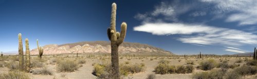 Desert cacti, Argentina - 900444354