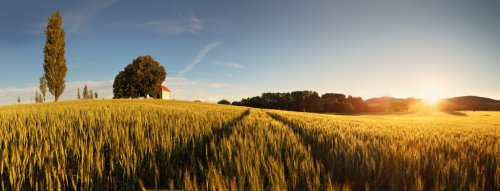 Sunset over wheat field with path and chapel in Slovakia - 900444477