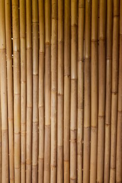 bamboo - 900447336