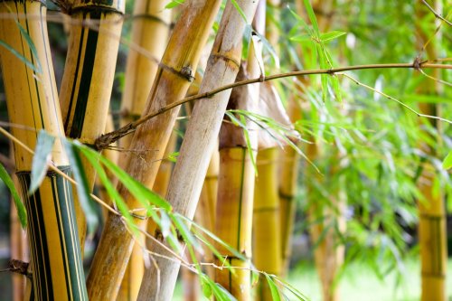bamboo forest - 900448171