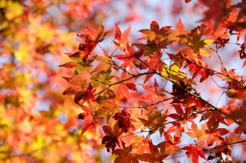Colorful leaves background - 900451739
