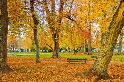 Autumn in the city park - 900451742