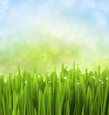 Green Grass with Water Drops on Abstract Bokeh Background - 900451790