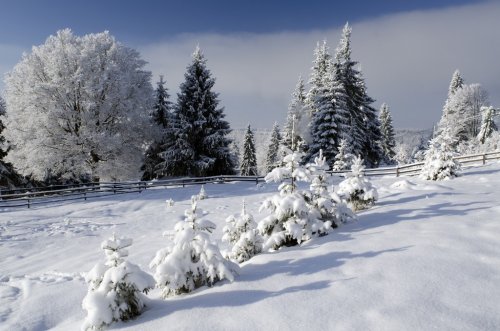 Beautiful winter landscape with snowy trees in Alps - 900451811