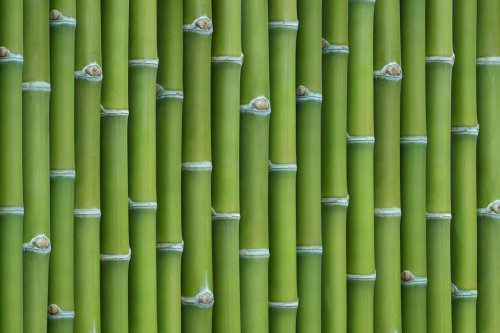 bamboo background - 900453208