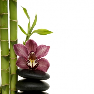 bamboo grove and branch orchid on stacked stones - 900456828