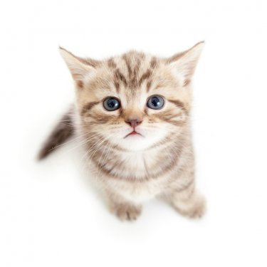 top view of baby cat kitten isolated on white background